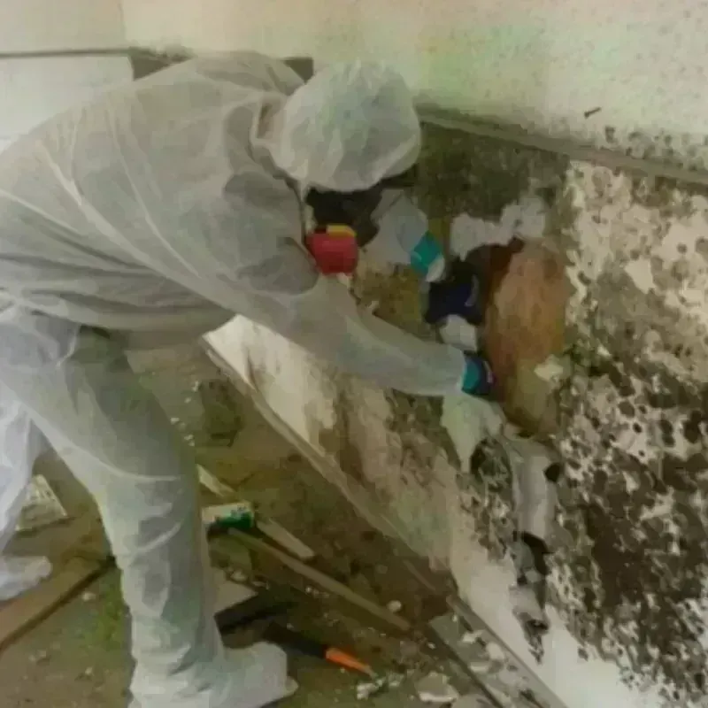 Mold Remediation and Removal in Dublin, OH